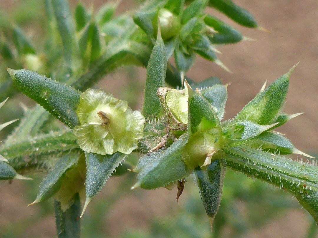 Greenish fruits