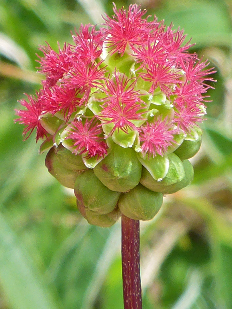 Developing flowers