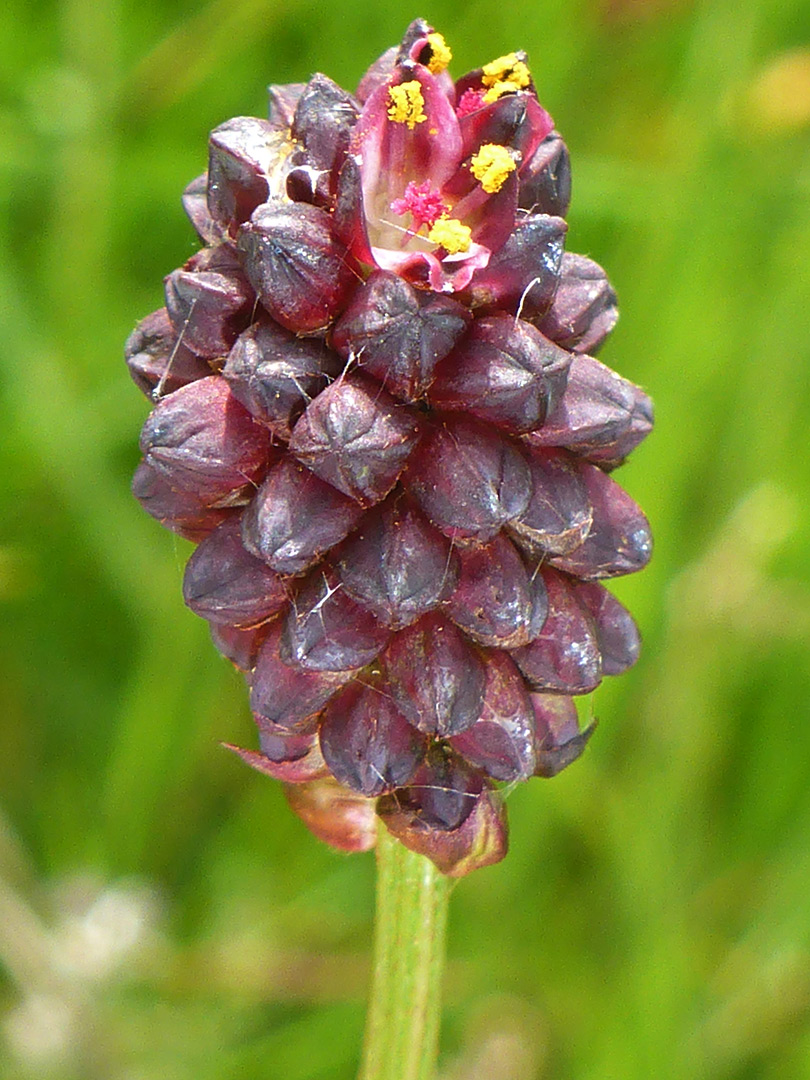 One open flower