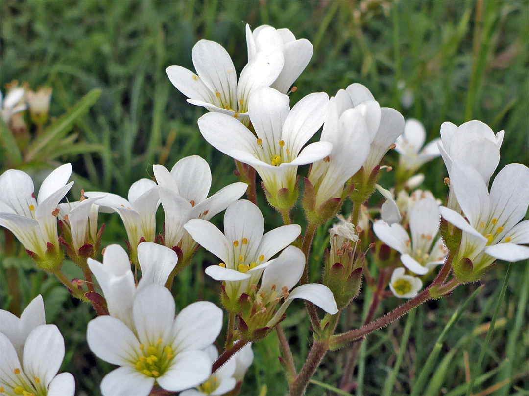 Group of flowers