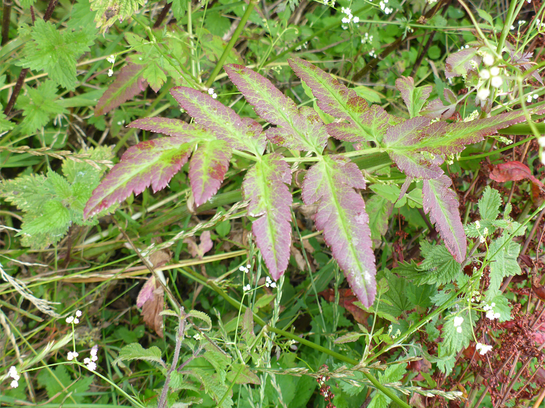 Purplish leaf