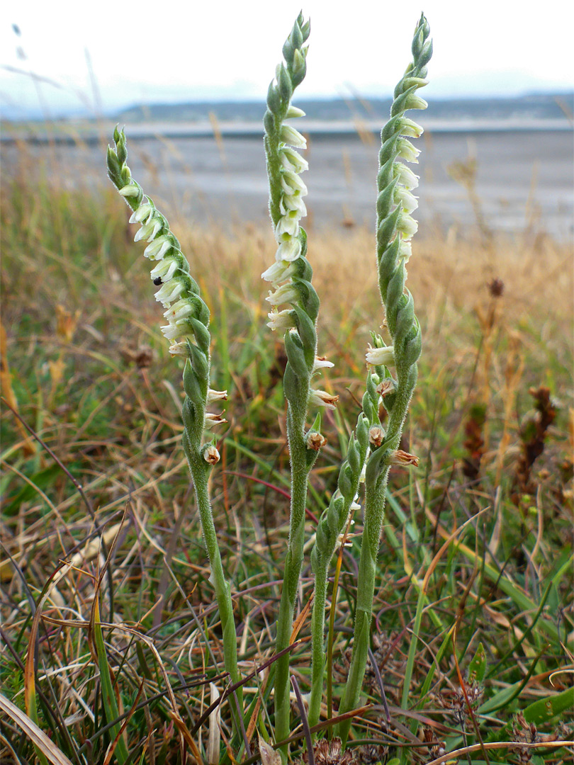 Three stems