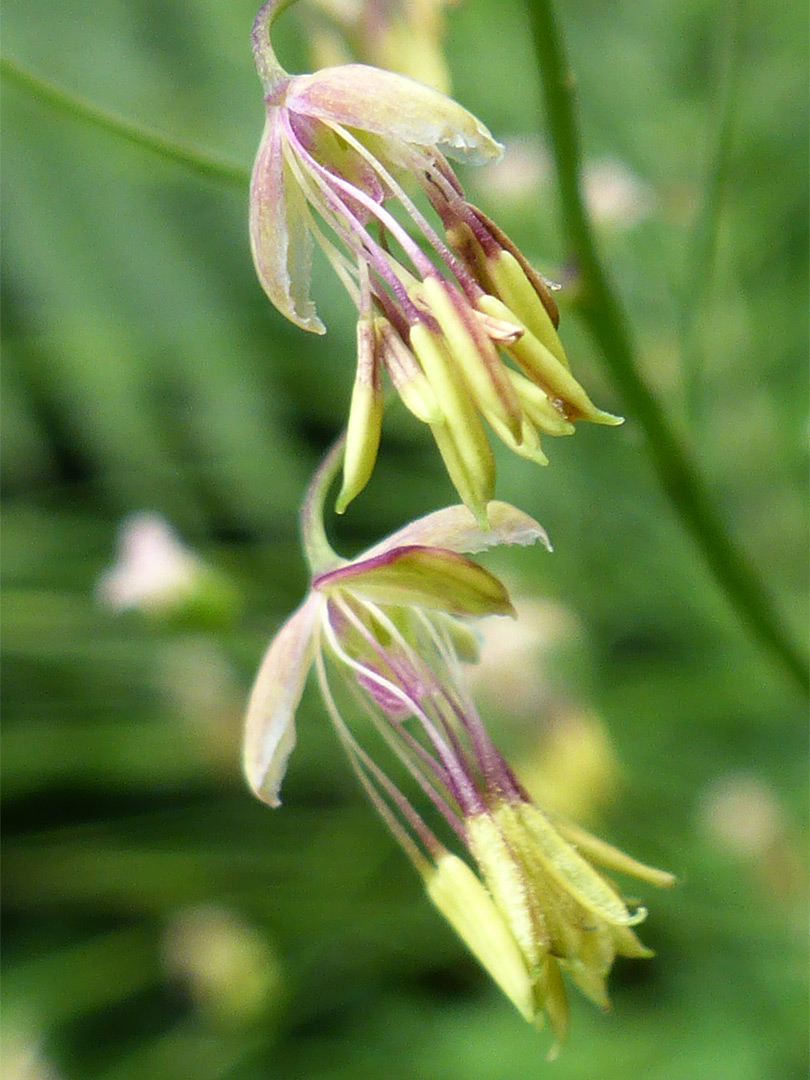 Two flowers