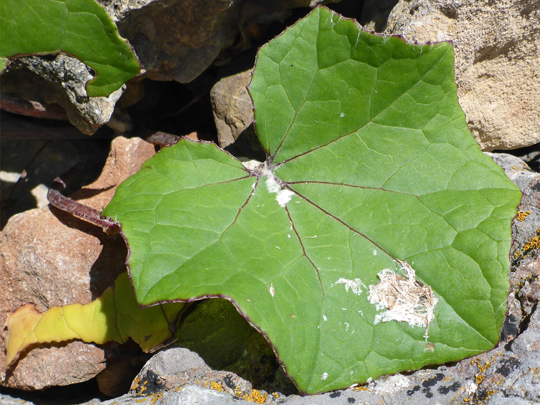 Red-veined leaf