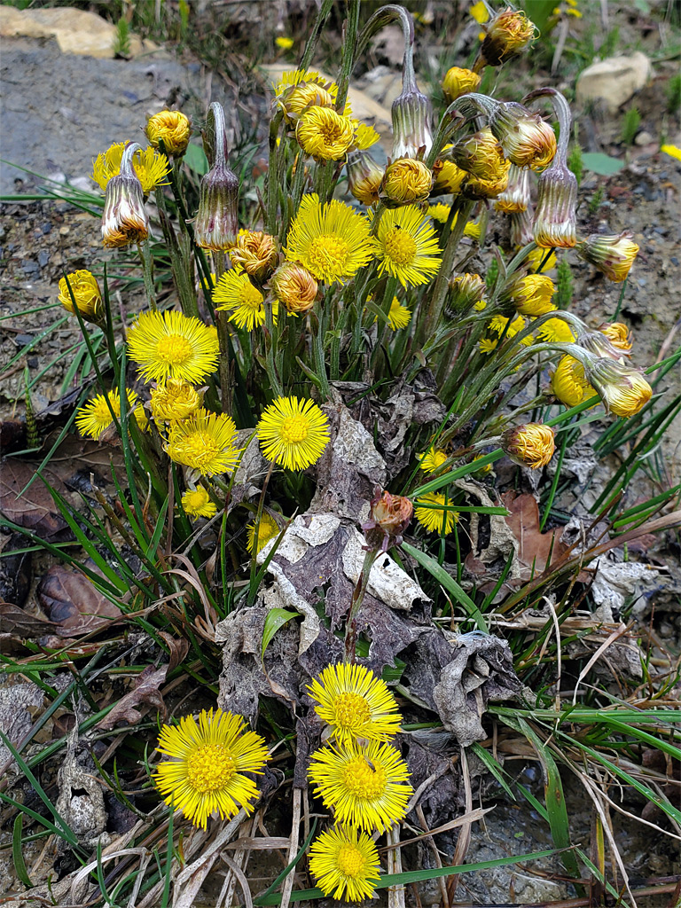 Cluster of flowers