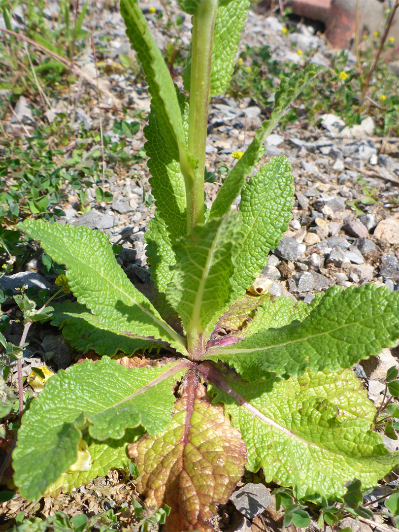 Crinkly leaves