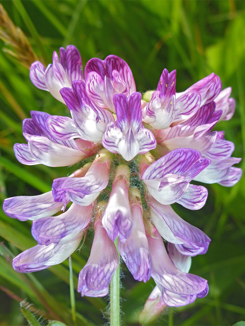 Hairy calyces