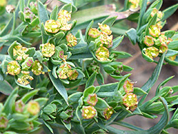 Bupleurum tenuissimum