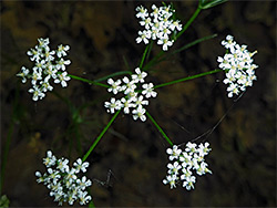 Pignut