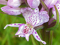 Spotted orchid