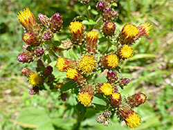 Ploughmans spikenard