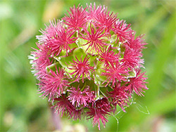 Salad burnet