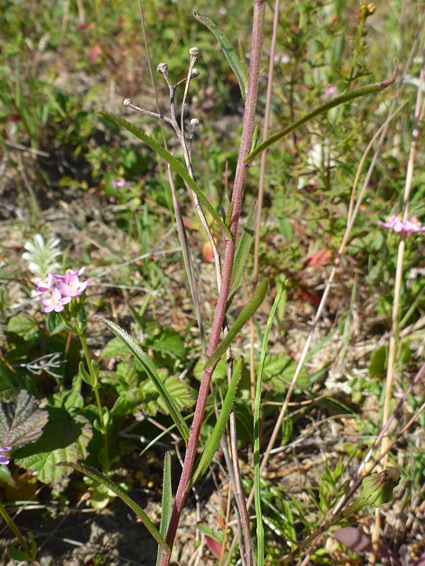 Narrow stem leaves