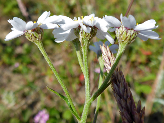 Florets and phyllaries