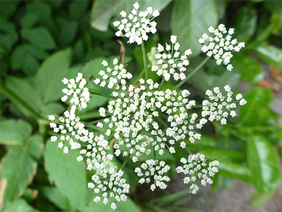 Tiny white flowers