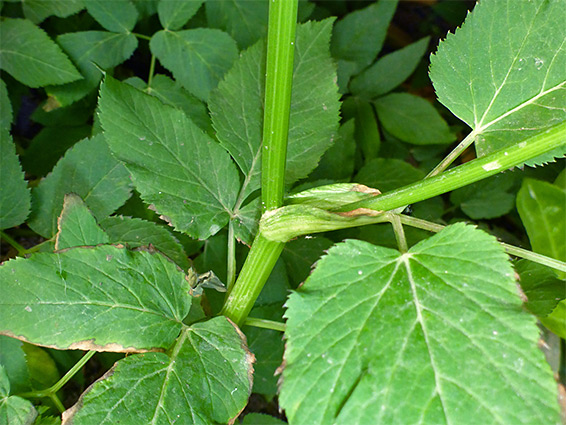 Stem and leaves