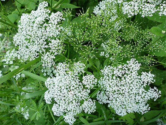 Flowers and seeds