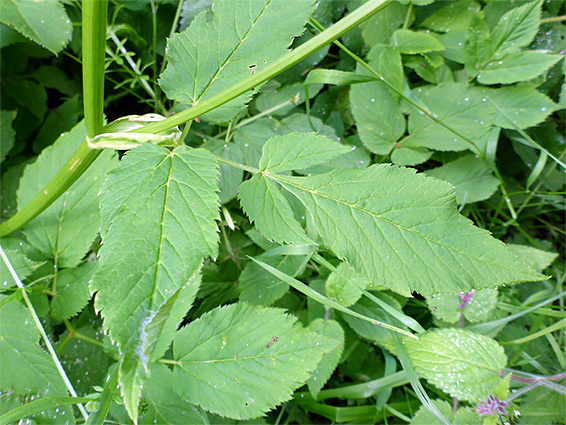 Toothed leaflets