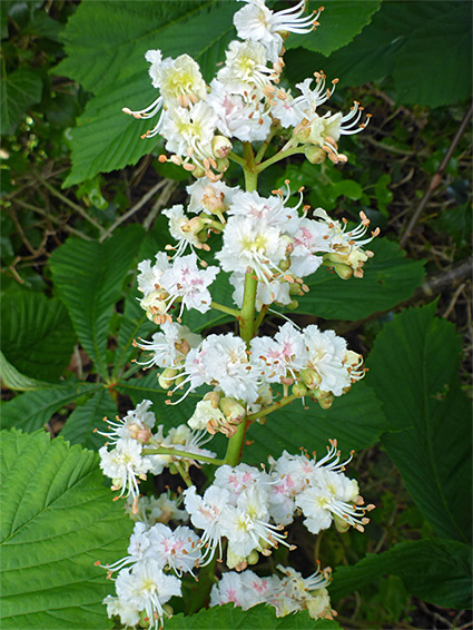 Clustered inflorescence