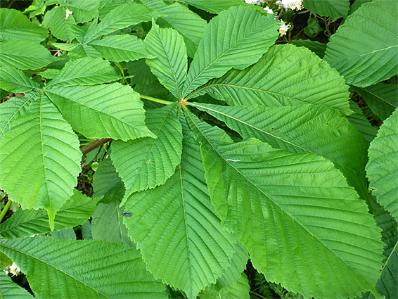 Compound leaves