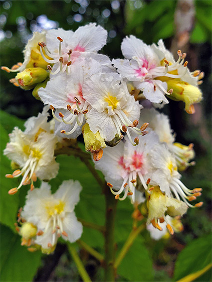 Colourful inflorescence