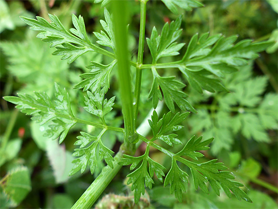 Divided leaves