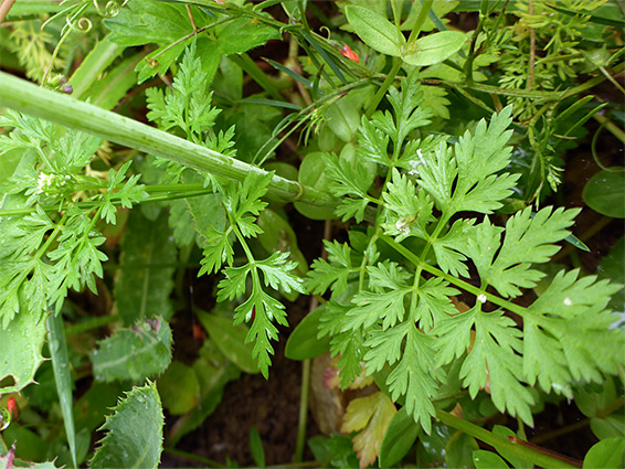 Stem and leaves