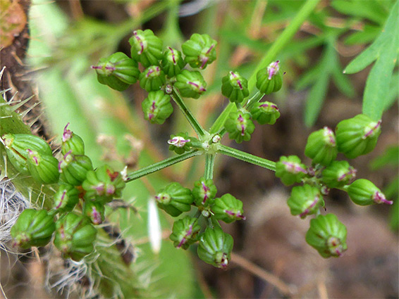 Developing fruits