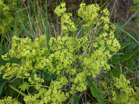 Dense flower cluster