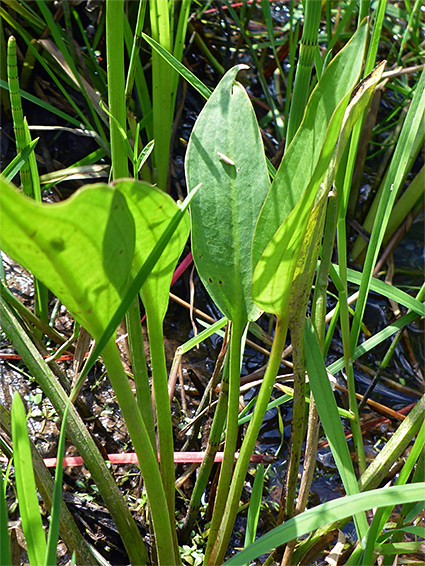 Long-stalked leaves