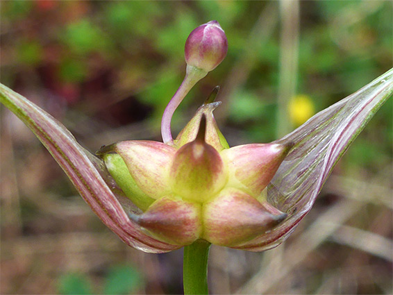 Single flower