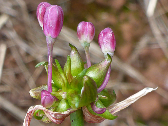 Long-stalked flowers