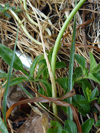 Stem and leaf