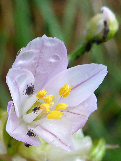 Yellow stamens