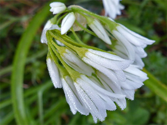 Pendant flowers