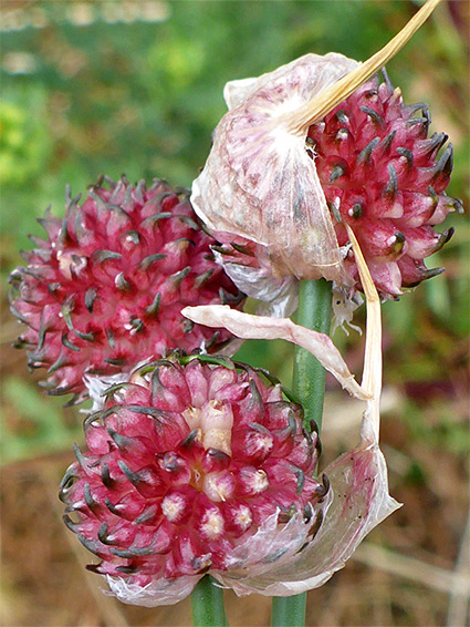 Three flowerheads