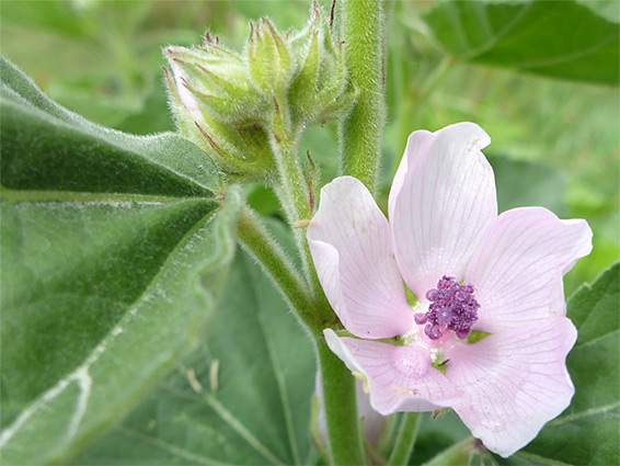 Pale pink flower