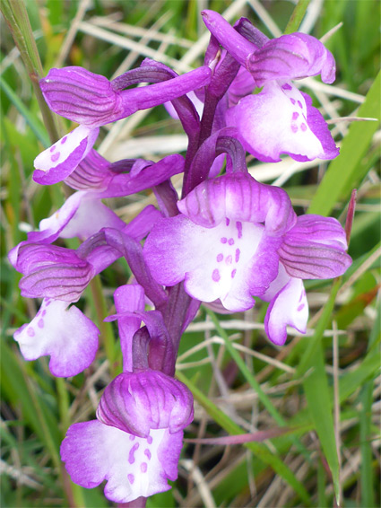 White-centred flowers