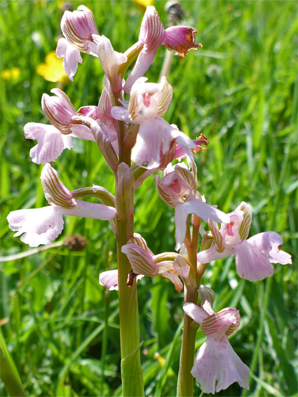 Pale pink flowers