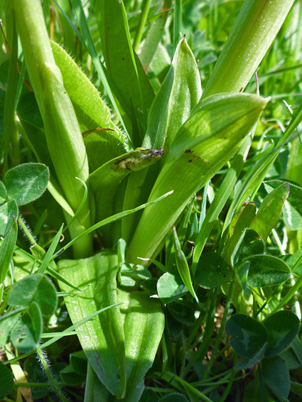 Basal leaves