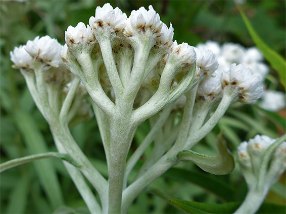 Hairy pedicels