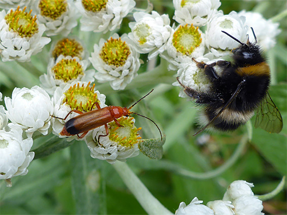 Bee and beetle