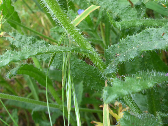 Bristly leaves and stem