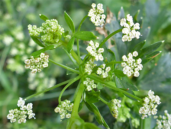 Small white flowers