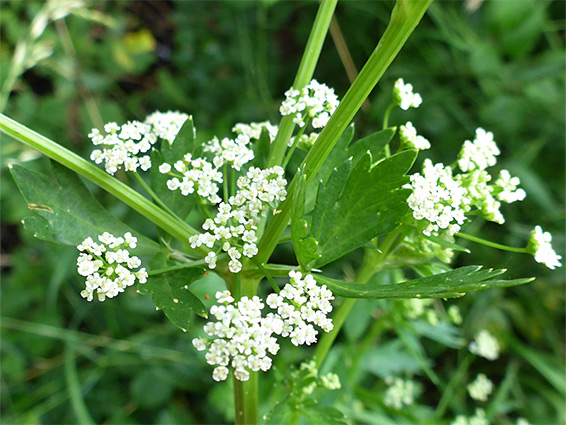 Leaves and flowers