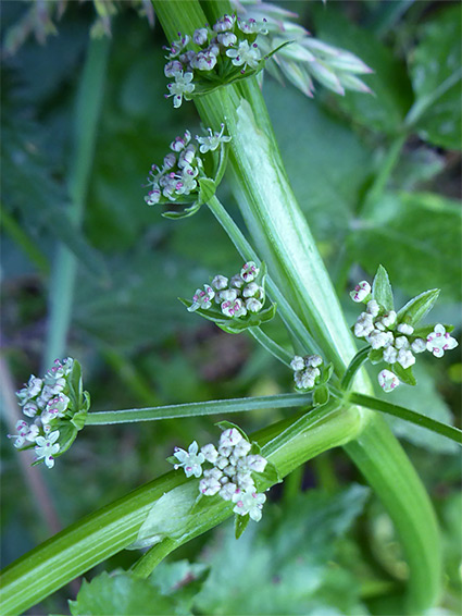 Flowers and bracteoles