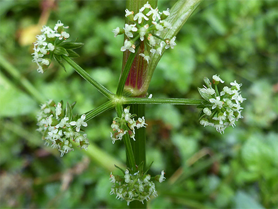 Leaf node flower cluster