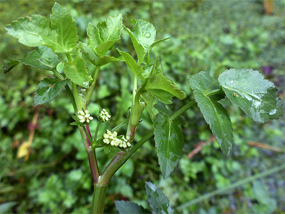 Leaves and flowers