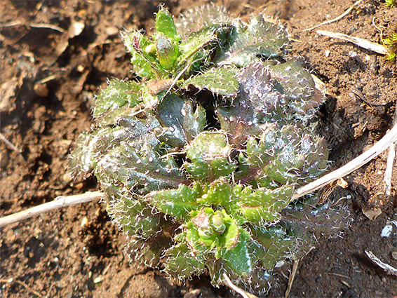 Leaf rosettes