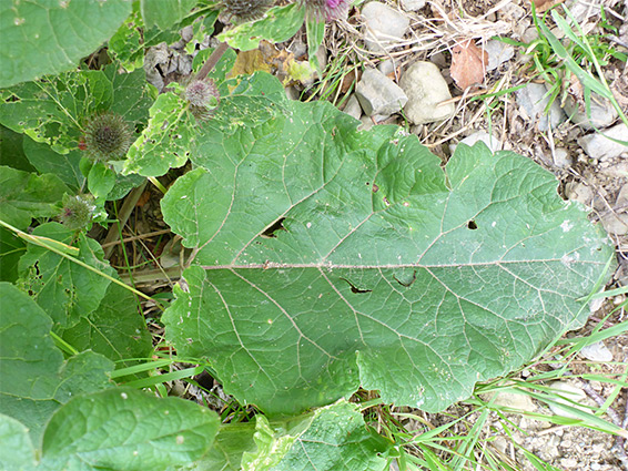 Broad leaf